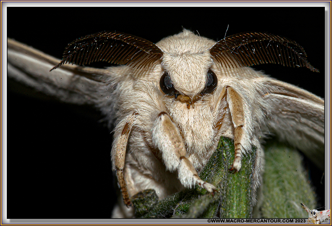 BOMBYX